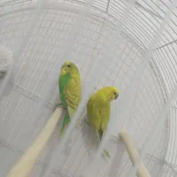 یک جفت مرغ عشق سالم