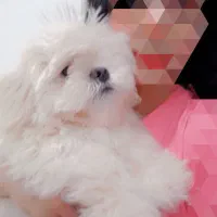 واگذاری سگ|سگ|مسجد سلیمان, |دیوار