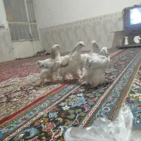 جوجه برهما ۳ ماه|حیوانات مزرعه|مشهد, علی آباد|دیوار