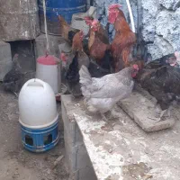 تخم مرغ ارگانیک|خوردنی و آشامیدنی|اصفهان, شاهد|دیوار