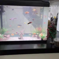 فروش اکواریوم دلسا