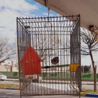 یک جفت فنج نر و ماده مولد