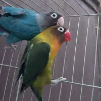 طوطی برزیلی مولد باقفس ولانه رنگ خاص|پرنده|سرپل ذهاب, |دیوار