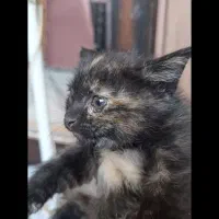 دوتابچهگربه گمشده