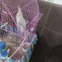 طوطی عروس|پرنده|رشت, حومه رشت|دیوار