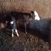 فروش گوساله