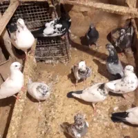 کفتر|پرنده|قم, هفت تیر|دیوار