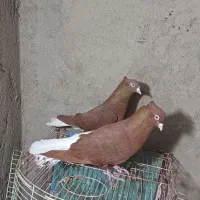 کبوتر نر وماده سرخ دم سفید