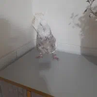 کفتر طوقی زرین نر