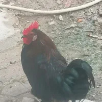 خروس پا پری محلی سالم و سرحال 9 ماهه