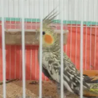 عروس هلندی|پرنده|دره شهر, |دیوار