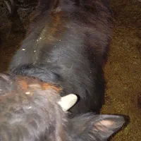 یک عدد کوهساله نر