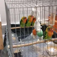 طوطی برزیلی|پرنده|اسلام‌شهر, زرافشان|دیوار