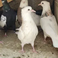 کبوتر کفتر طوقی سینه ای