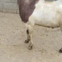 نر بز اصیل|حیوانات مزرعه|کنگاور, |دیوار