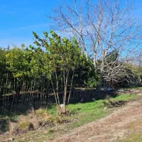 باغ-20ساله-نزدیک-به-فرودگاه-دشت-ناز