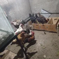 مرغ و خروس زینتی فونیکس و مرغ گلین