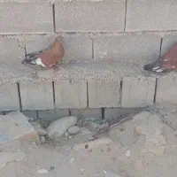 جفت کبوتر کله ای|پرنده|رامهرمز, |دیوار
