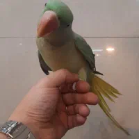 شاه طوطی نر جوجه زیر یکسال|پرنده|کرمانشاه, |دیوار