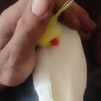 عروس هلندی لوتینو سخنگو رام ودستی|پرنده|الشتر, |دیوار