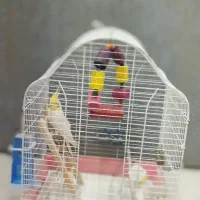 فروش عروس هلندی|پرنده|شیراز, رکنآباد|دیوار