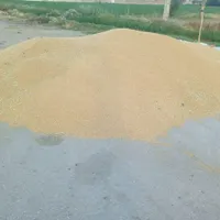 خرید گندم و جو نقدی