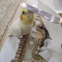 عروس هلندی