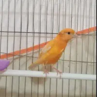 سهره .قناری