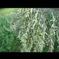 خرید سردرختی زیتون