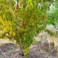 باغ شهری سه راه فاروق|فروش دفتر صنعتی، کشاورزی، تجاری|مرودشت, تامین اجتماعی‎|دیوار