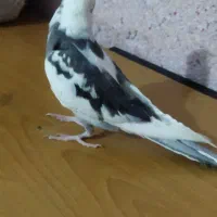 عروس هلندی نر