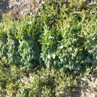 سبزی خورشتی