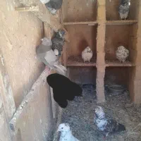 کبوتر|پرنده|معصومیه, |دیوار