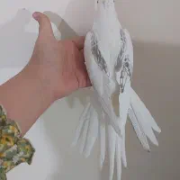 عروس هلندی البینو دوکت پروانه ای