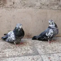 3 تا نوک ریز