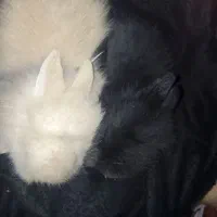 توله خرگوش3عدد