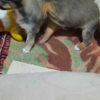 واگذاری|سگ|یزد, |دیوار