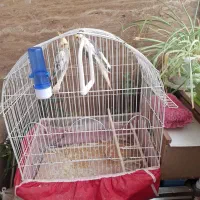 دوتا نر ماده عروس