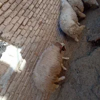 گوسفند|حیوانات مزرعه|کرمانشاه, |دیوار