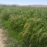 پرس کاه|عمده‌فروشی|مشهد, شهرک صنعتی توس|دیوار