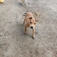 پیتبول ماده