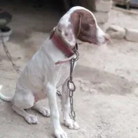 سگ شکاری|سگ|فراغی, |دیوار