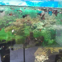 آکواریوم ۶۰×۹۰ همراه ماهی و کلیه لوازم