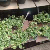 فروش گل های آپارتمانی|گل و گیاه طبیعی|کرج, جهان‌شهر|دیوار