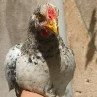 مرغ و خروس