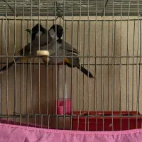 یک جفت با قفس