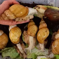 حلزون های کلکسیونی