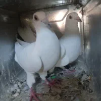 کفتر گوک|پرنده|کهنوج, |دیوار