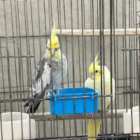 عروس هلندی|پرنده|تهران, اتابک|دیوار