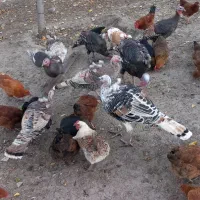 بوقلمون طبیعی|حیوانات مزرعه|آبش احمد, |دیوار